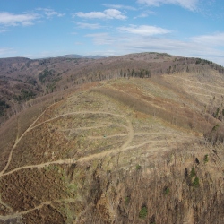 Obnova lesných porastov poškodených kalamitami na území košických lesov.