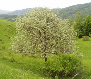 GalériaE