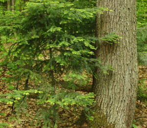 Akcie